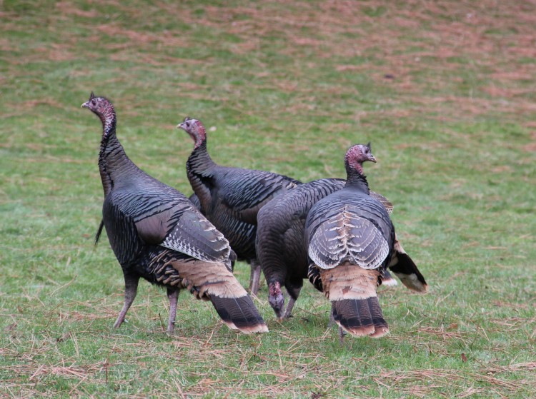 Wild Turkeys on Blue Mountain Road, Missoula